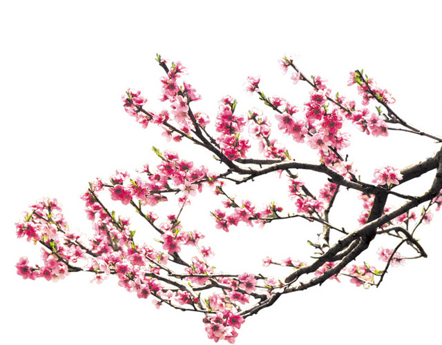 桃花