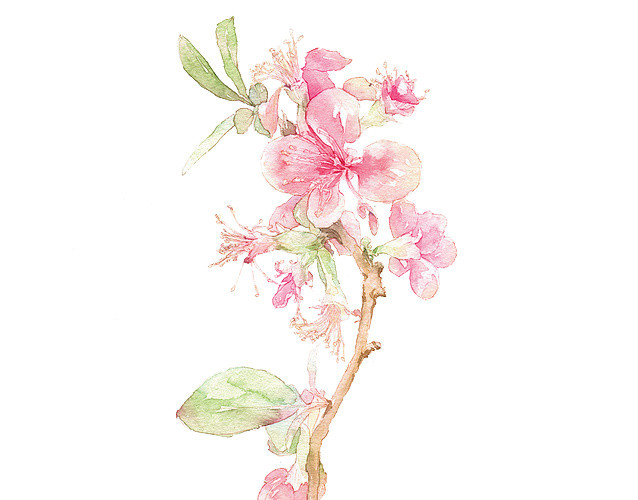 手绘桃花