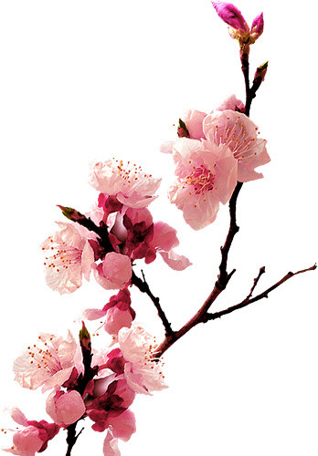 桃花粉红桃花花枝春天