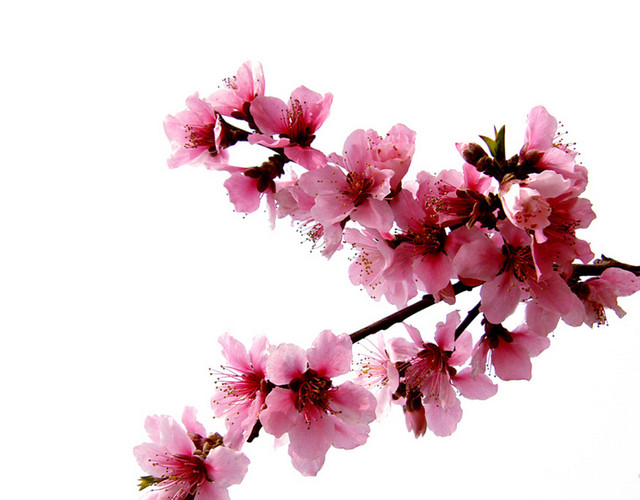 粉色桃花