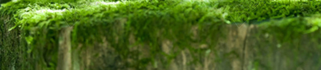 简约绿色植物背景图