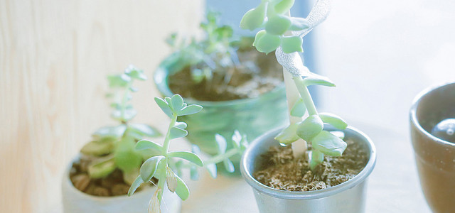 日系唯美小清新多肉植物背景