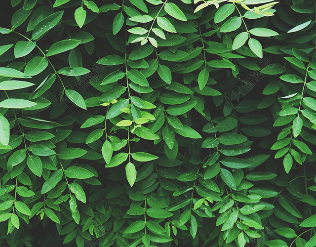 绿色植物特写背景