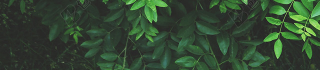 绿色植物特写背景
