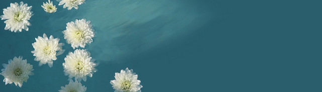 菊花茶BANNER