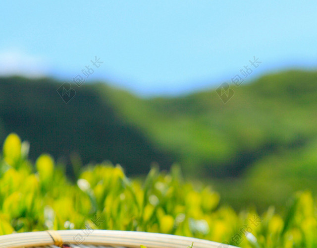 清新茶叶H5背景