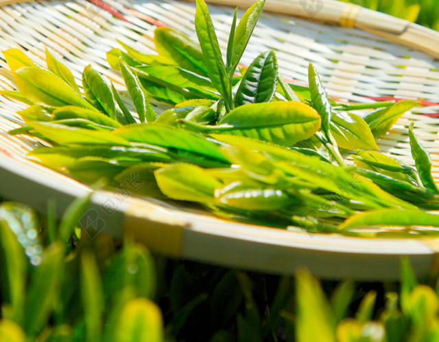 清新茶叶H5背景