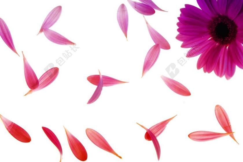 唯美紫色花花瓣飘落背景图片