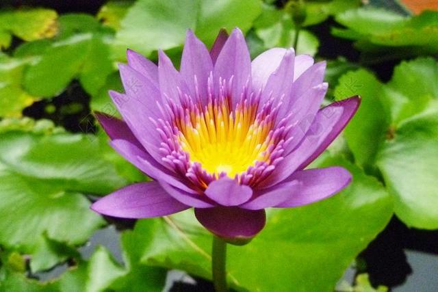 泰国 苏梅岛冰岛 鲜花 莲花 开花 厂 菡 粉红色 睡莲