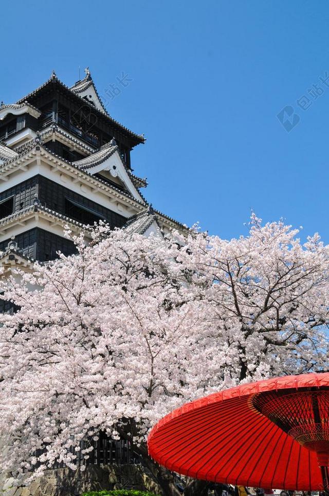 樱桃 日本的春天 樱桃树 樱花 樱花盛开 日本花卉 粉色 城堡
