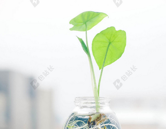 新芽H5背景