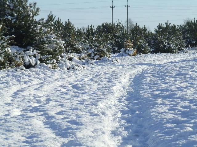 自然白雪覆盖的树木背景图片