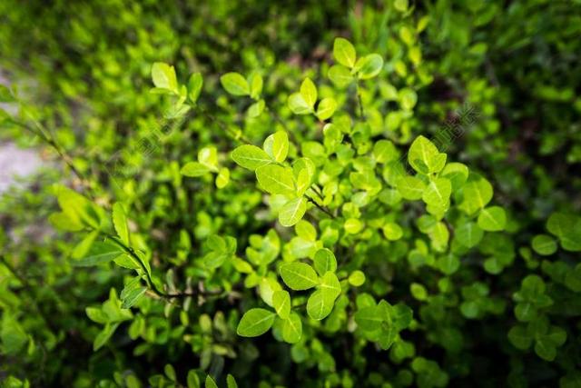 广告清新绿色植物接收阳光光合作用宣传背景图片