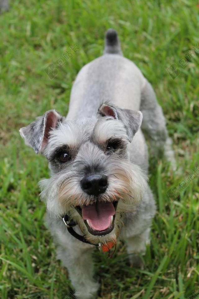 迷你雪纳瑞 SCHNAUZER 动物 狗 家养 小 微型