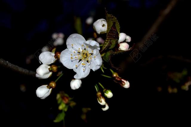 樱花 春 花 春天的花朵 白 自然 花的 开花