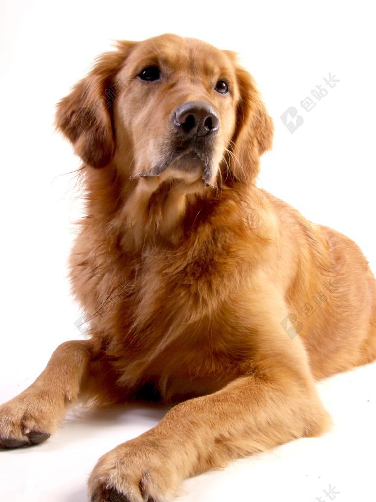 金毛猎犬 狗 动物 戈尔迪 鼻子 良好 亲爱