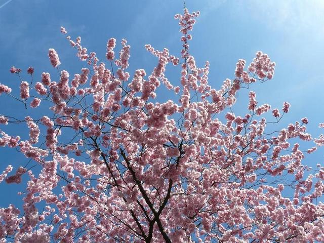 观赏樱花 鲜花 粉红色 日本樱花树 樱花 开花 树 科 填充