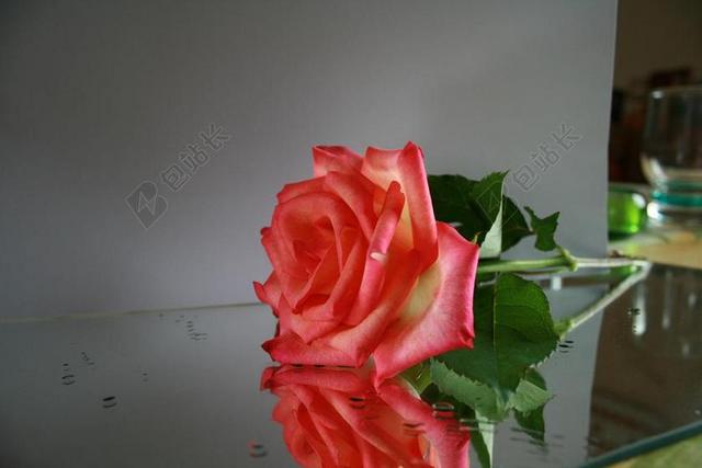 玫瑰 镜子 思考 厂 性质 开花 花 盛开 夏季 美 光