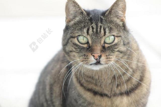 猫 宠物 可爱的猫咪 动物 猫的眼睛 国内的猫 小猫 猫脸