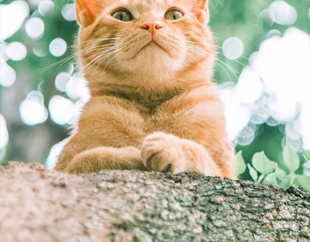 宠物可爱萌猫咪H5背景