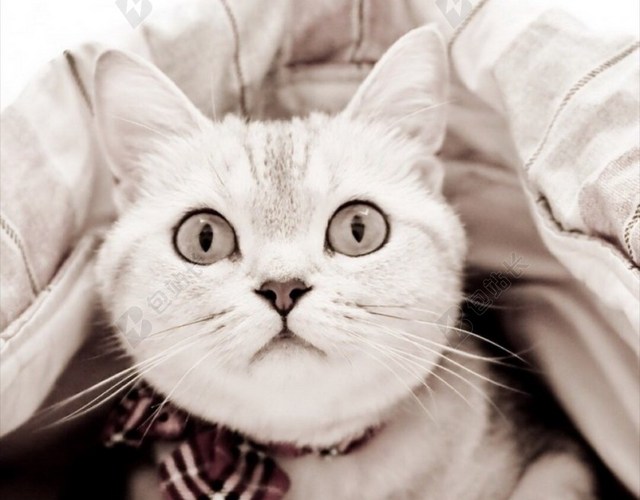 宠物可爱萌猫咪
