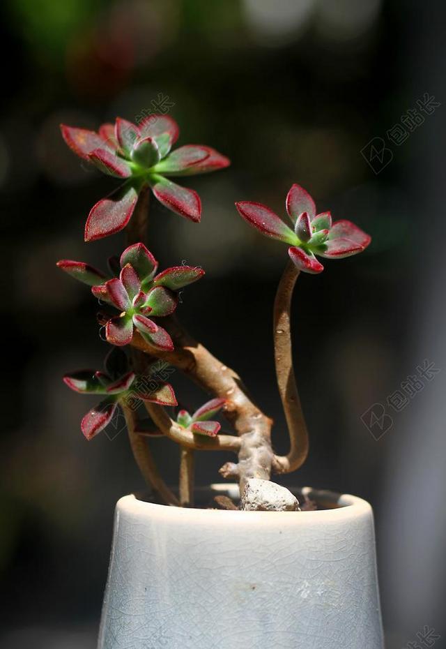 多肉 植物 锦晃星 日光 造型