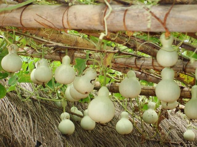 葫芦 秒 有很多的
