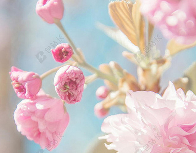 粉色桃花春天手机端H5背景