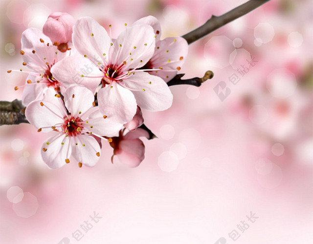 浪漫唯美粉色桃花H5图