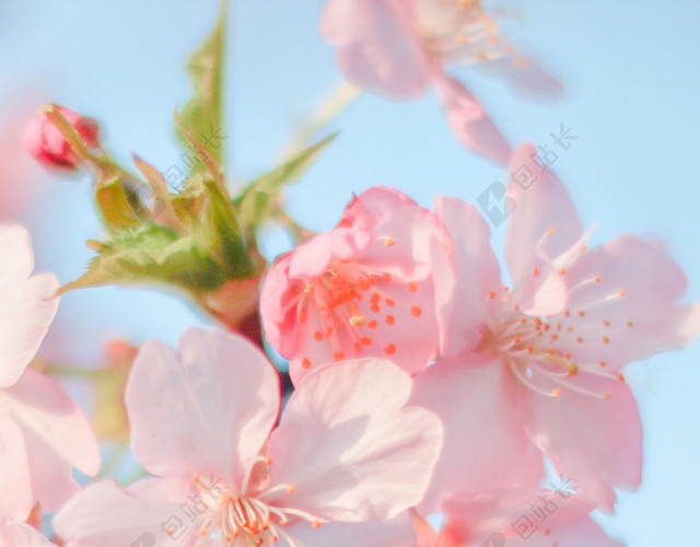 桃花花朵背景
