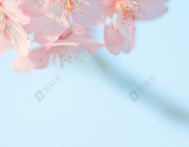 桃花花朵背景
