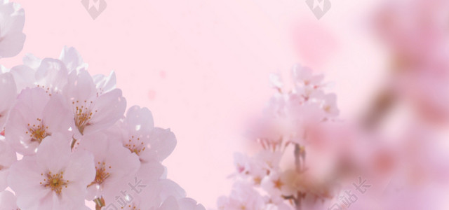 桃花背景