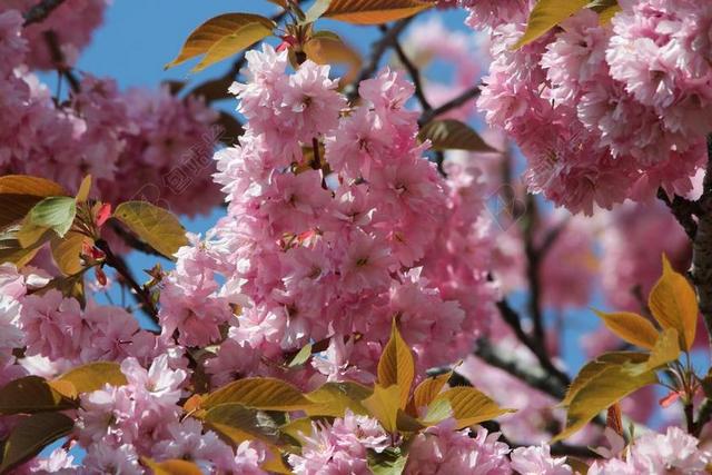 日本樱花 梅花石楠 观赏樱花 开花 关闭 粉红色 日本樱花树