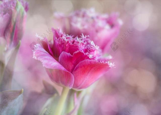 唯美郁金香花朵背景图片