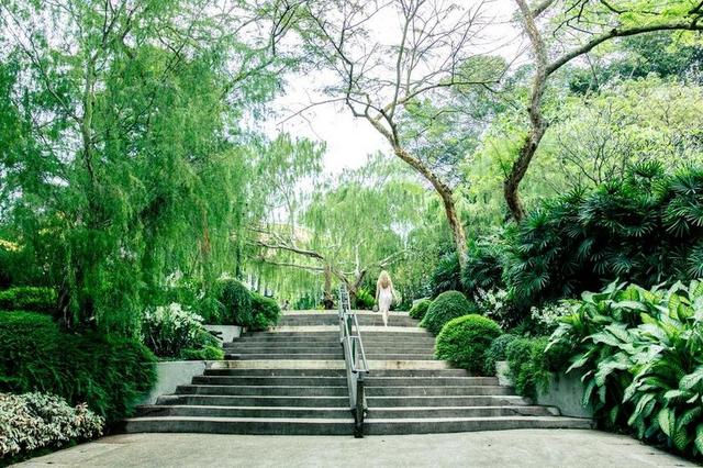 新加坡 植物园 步骤 楼梯 绿色 新鲜 树 户外 景观