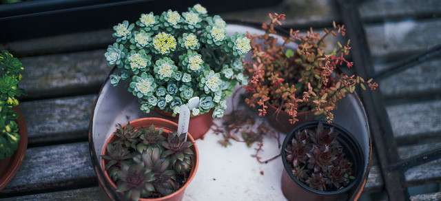 绿色植物背景