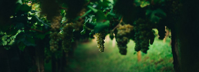植物背景