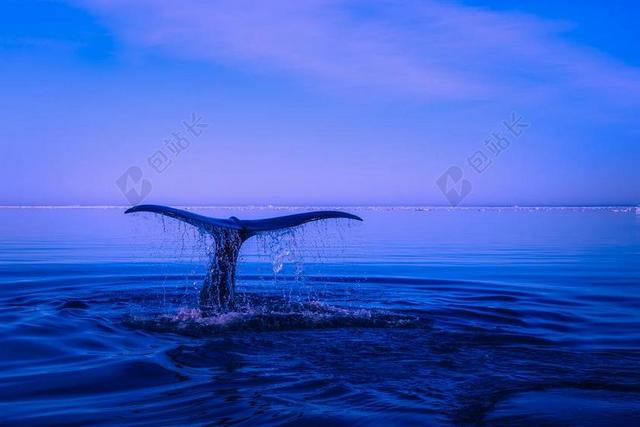 海 海洋 水 座头鲸 违反 尾巴 翅 美丽 天空 云