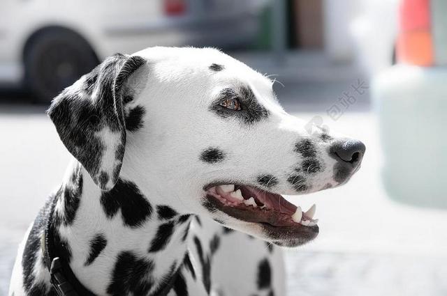动物 动物摄影 DALMATIAN 狗 高清壁纸 特写 宠物