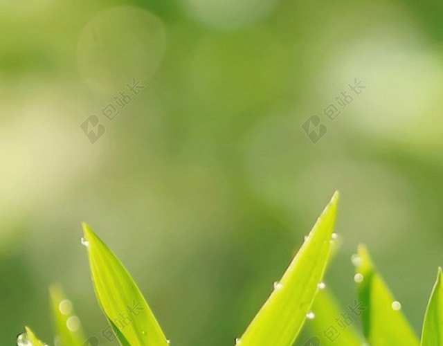 小清新雨后水珠H5背景