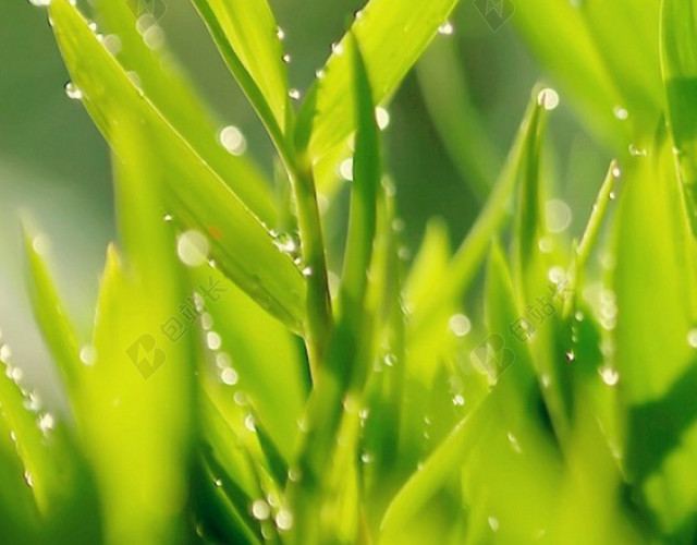 小清新雨后水珠H5背景
