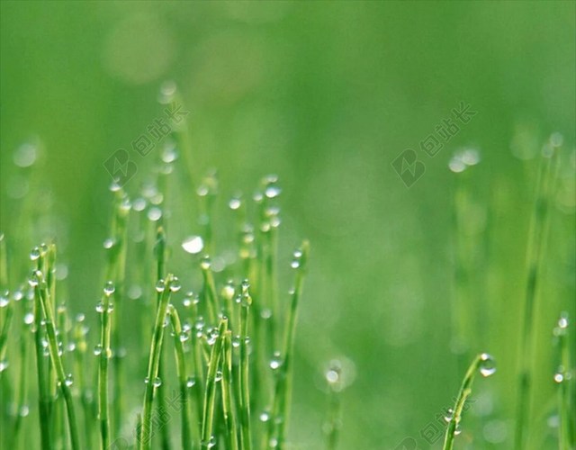 清新水珠草地H5背景