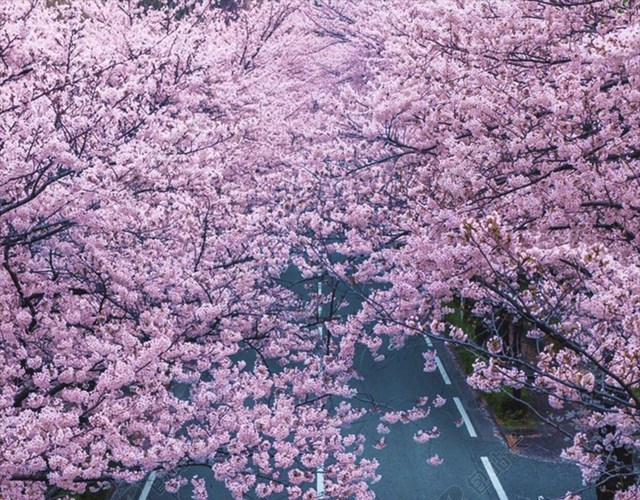 樱花街道文艺H5背景