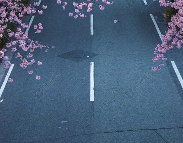 樱花街道文艺H5背景