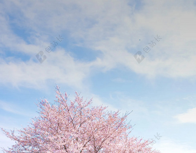 樱花油菜花地背景