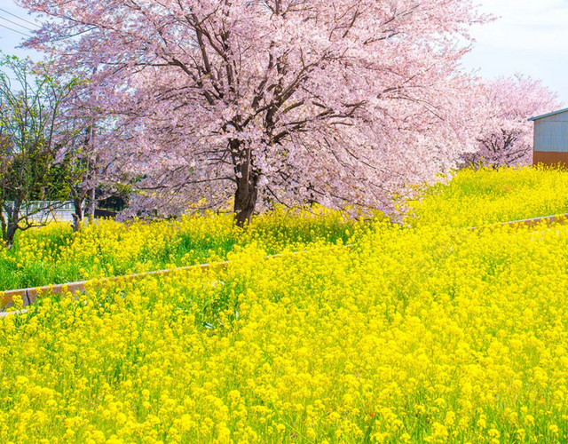 樱花油菜花地背景