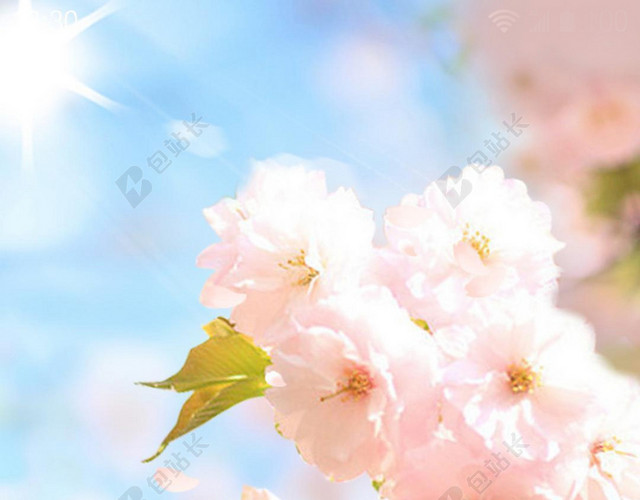 蓝色天空樱花花朵背景