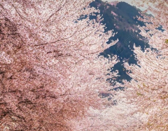 梦幻樱花铁轨H5背景