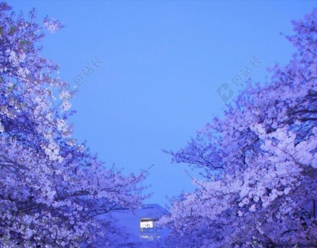 夜景梦幻樱花H5背景