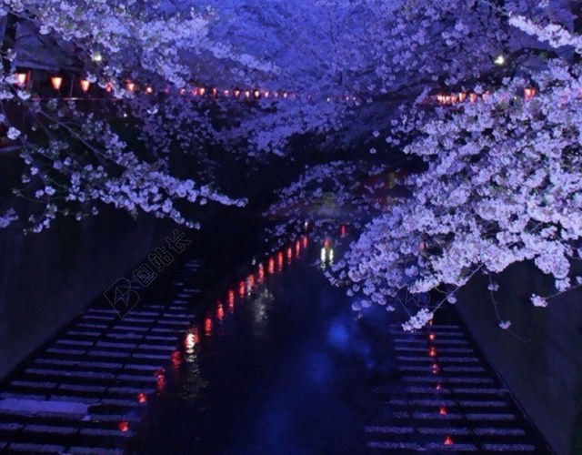 夜景梦幻樱花H5背景